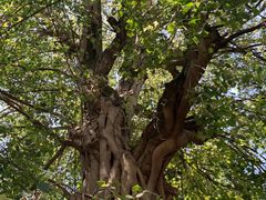 -南华寺素食馆(南华禅寺店)