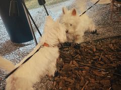 -J Create城市露营咖啡·简餐·宠物(上海动物园店)