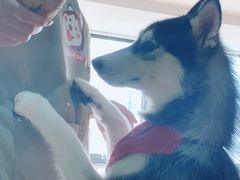 -Husky Go! 哈士奇体验馆·宠物咖啡厅狗咖