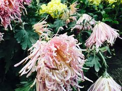 &nbsp;菊花展-汇龙潭