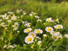 -黑河坝泡姜鸡贡椒鱼(贾旗路店)