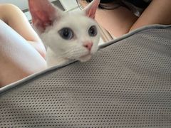 -猫大福·Fortune Cat猫舍(百子湾店)
