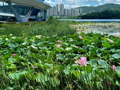 -梅溪湖城市岛