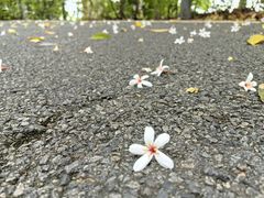 -神光山国家森林公园