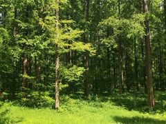 -黄海国家森林公园