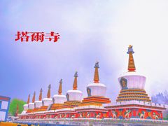 -塔尔寺菩提树