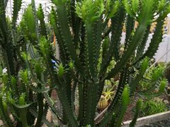 -海上花岛玫瑰园采摘