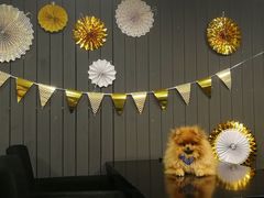 -百好乐宠物友好餐厅(朝外大街店)