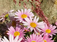 -东方体育中心(地铁站)