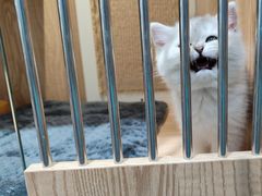 -老吴的猫·猫舍(新区店)
