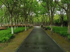 -九科绿洲