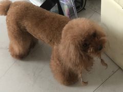 -BABYDOG宝贝狗宠物乐园(欧洲城店)