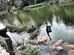 -芭东小镇温泉