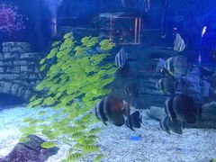 -烟台海昌鲸鲨海洋公园