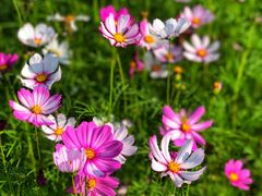 -洋湖国家湿地公园