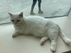 -飞行喵MR PILOT|猫舍·猫咖(静安大融城店)