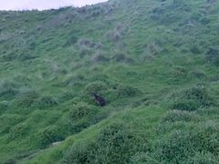 -企鹅岛