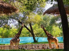 -北京野生动物园