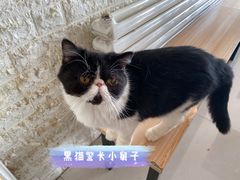 -平行世界·猫咖(首经贸店)