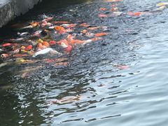 -珠海圆明新园