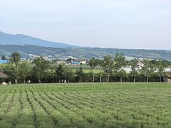 -富田农场