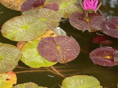 -国家植物园南园