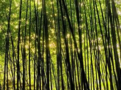 -泰山风景名胜区-普照寺