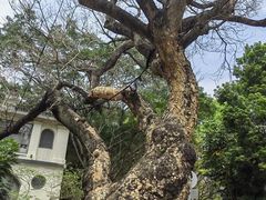 -九龙公园