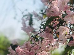 -泰州凤城河风景区-泰山公园