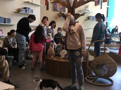-飞行喵MR PILOT|猫舍·猫咖(静安大融城店)