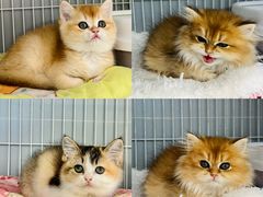 -翊宠yipet猫狗购宠庄园犬舍•猫舍