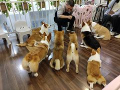 -柯斗斗主题餐厅·狗咖·围炉煮茶·茶饮(国瑞升平里店)