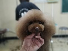 -优缇多格专业宠物美容师培训学校