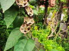 -广州神农草堂中医药博物馆