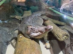 -上海大自然野生昆虫馆(东方明珠·爬宠昆虫探索中心)