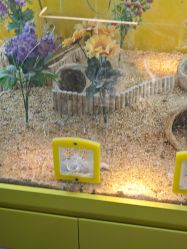 -神奇动物撸宠馆·羊驼·小浣熊·异宠(豫园店)