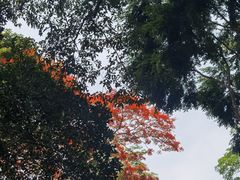 -中国科学院西双版纳热带植物园