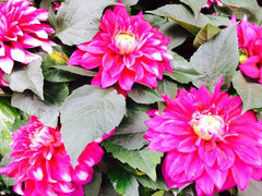 iphone_upload_pic-曲阳花鸟市场(曲阳路店)
