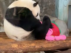 -海南热带野生动植物园
