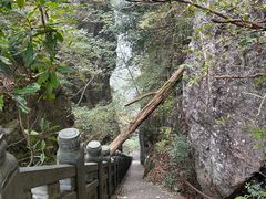 -天目山大树王景区