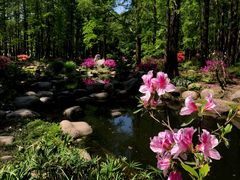 -上海共青森林公园