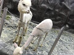 -上海大自然野生昆虫馆(东方明珠·爬宠昆虫探索中心)