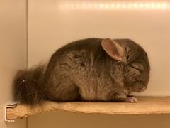 -龙猫仔乐园(惠福东路店)