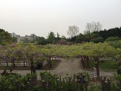 -嘉定紫藤园