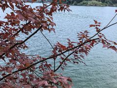-广州市流溪河国家森林公园