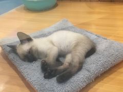-龟与熊猫宠物公园(南坪店)