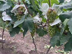 -马陆小张葡萄园农家乐