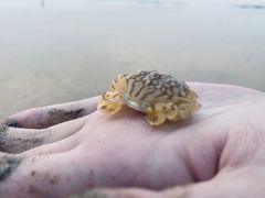 -日照海滨国家森林公园
