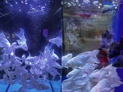 -青石桥花鸟鱼虫市场(叠翠城店)