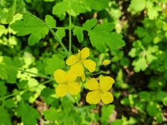 -黑龙江省森林植物园